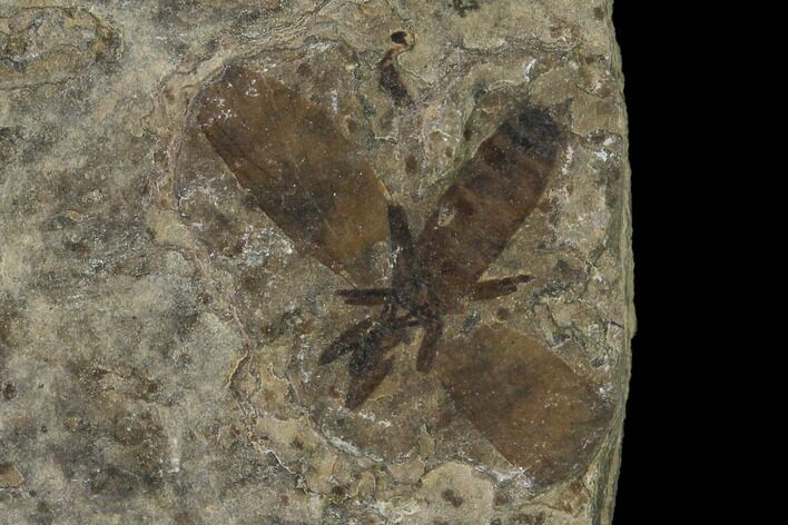 Fossil March Fly (Plecia) - Green River Formation #138475